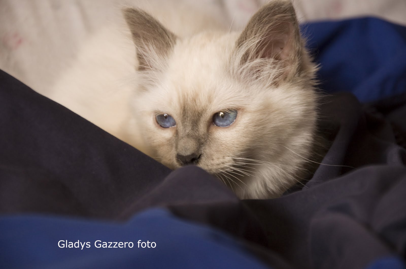Fotografía de mascotas - gatito