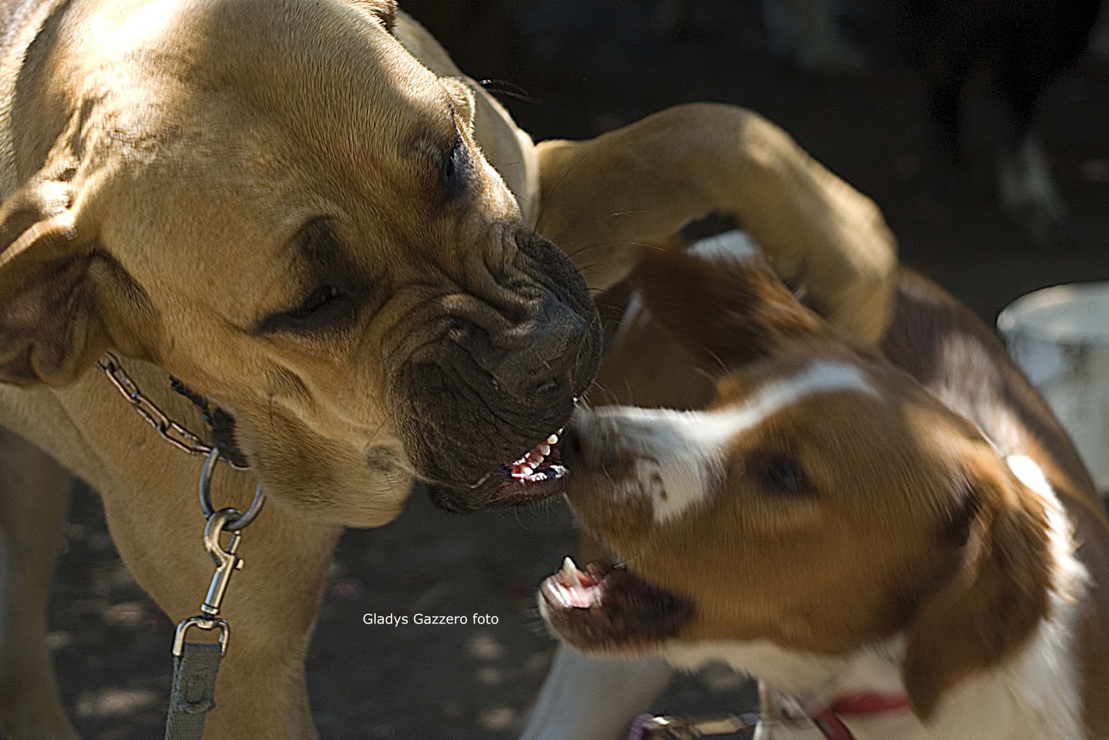 Fotografía de mascotas - perros